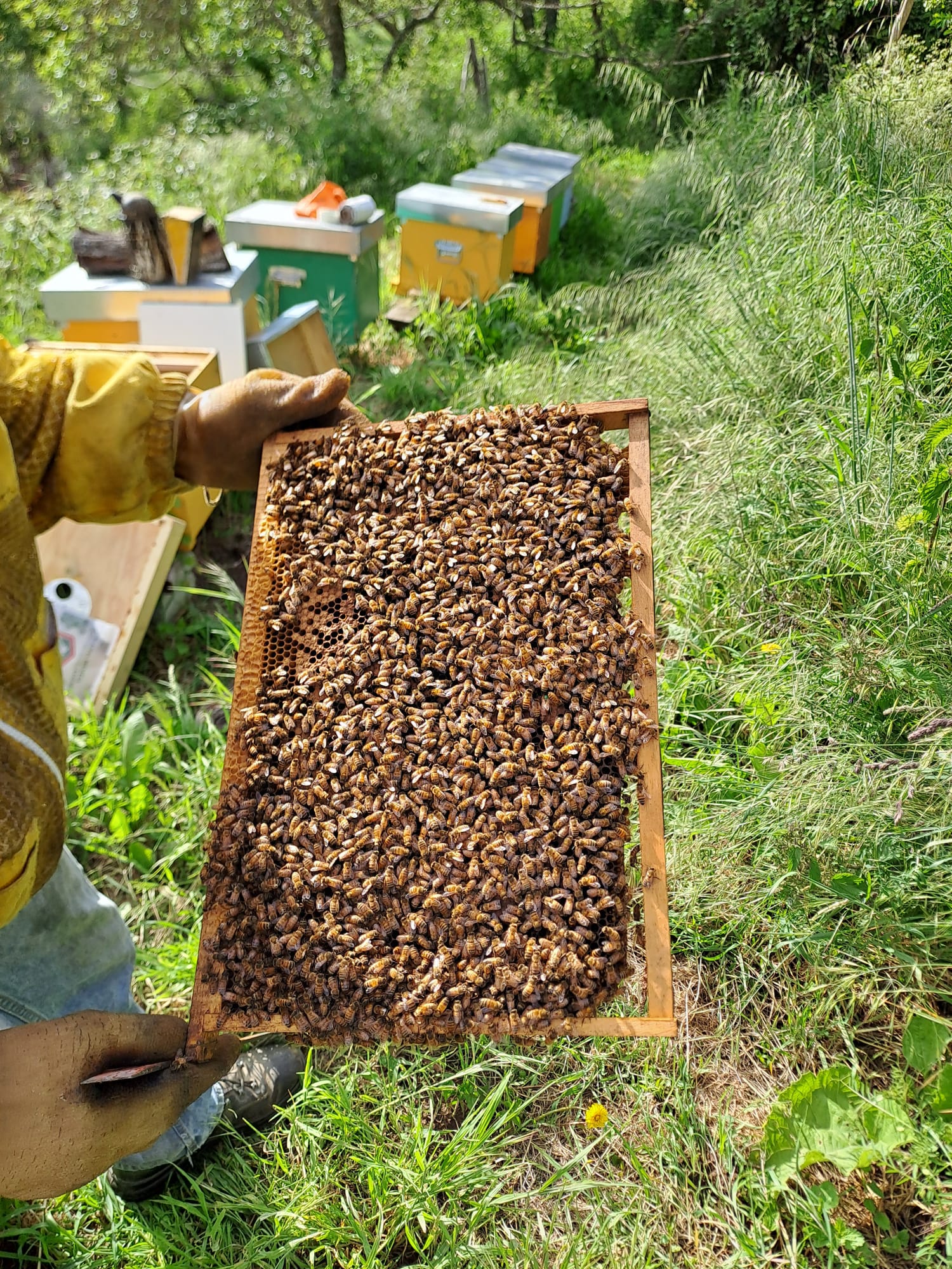 Le Api al lavoro